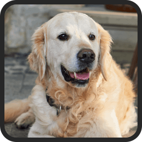 UltraK9 Pro Customer Reviews-2